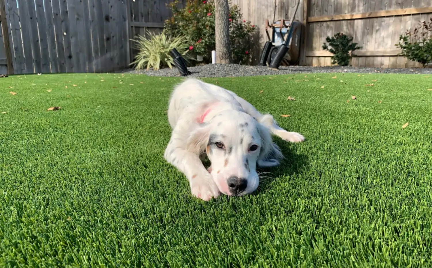 Dog relaxing on artificial grass from SYNLawn