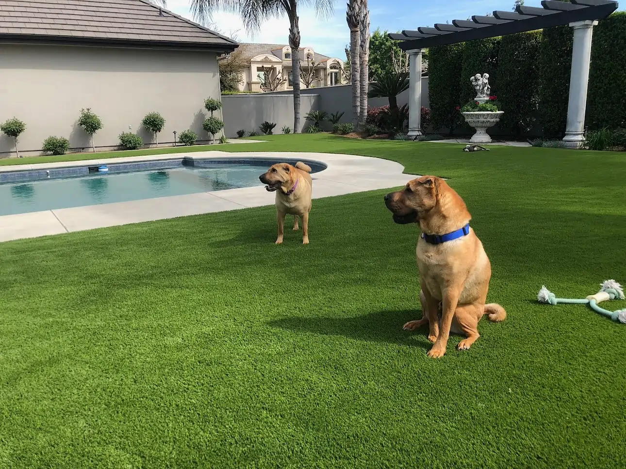 dogs next to pool on artificial turf lawn synlawn dallas