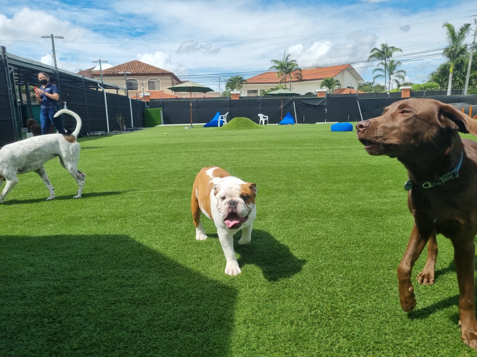 Dog Park Dallas Pet Turf Dog Park Dallas Pet Turf